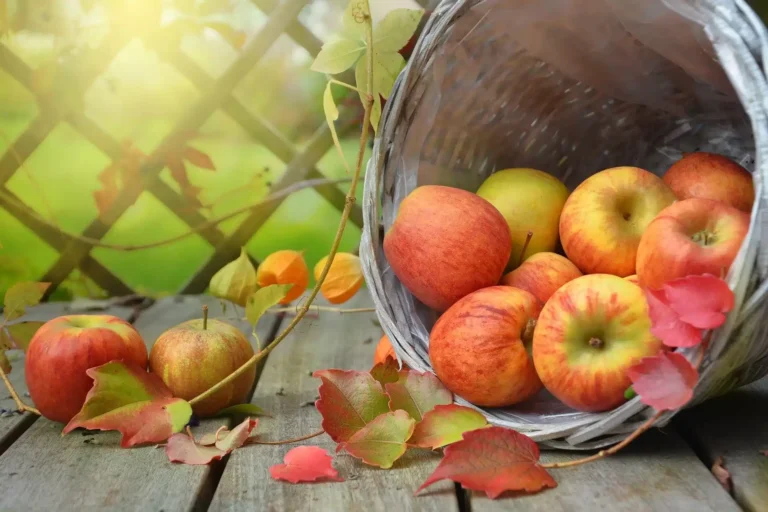 Merry Mabon