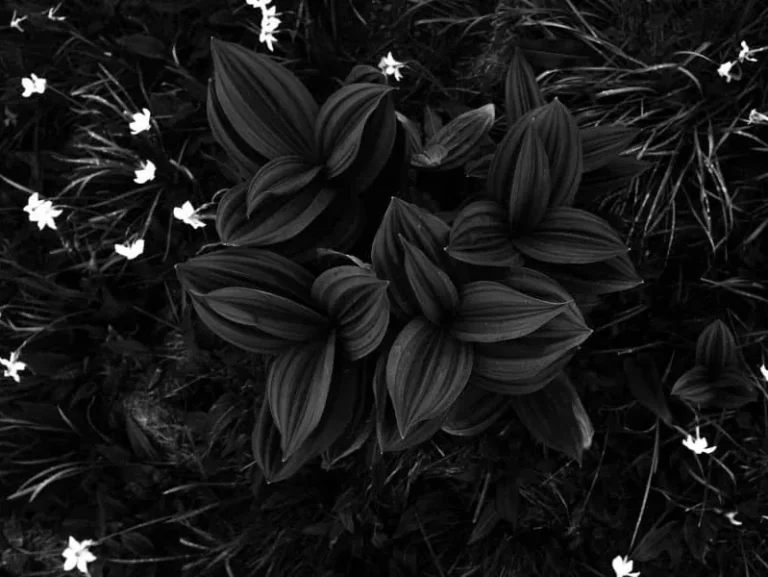 Dark Dreams