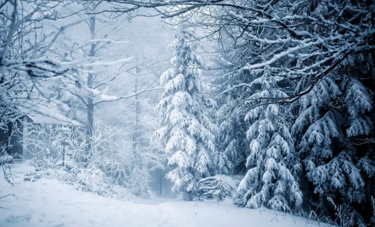 snow covered forest