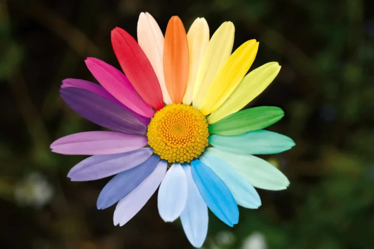 Divination & Spell Resources for Midsummer