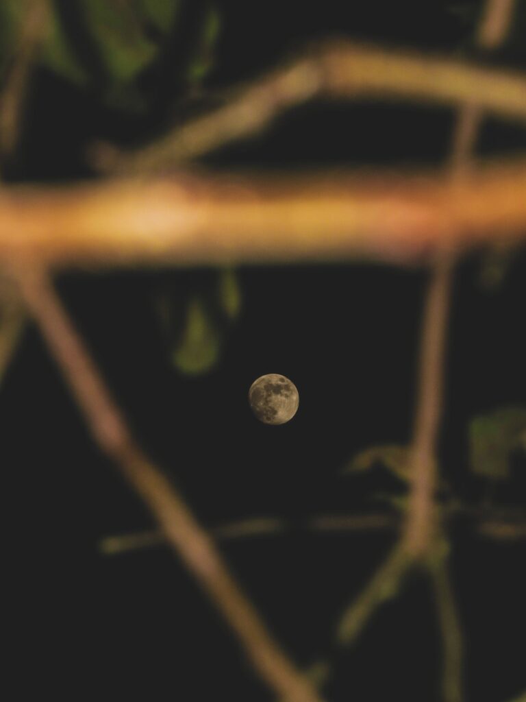 A full moon captured through tree branches against a dark night sky, creating a serene and natural ambiance.