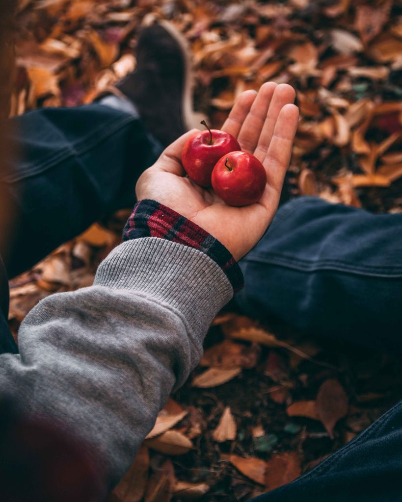 Hand holding red apples surrounded by fallen autumn leaves, capturing the cozy fall season.